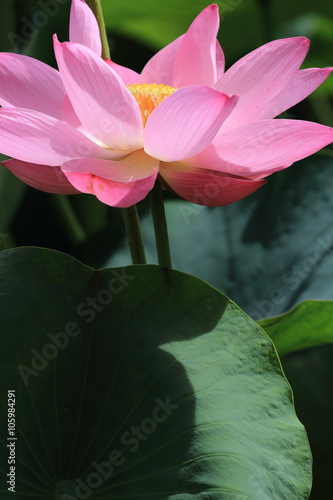 lotus flower