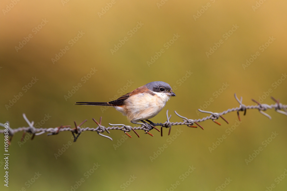 Obraz premium Juvenile Grey-backed shrike alight on barbed wire