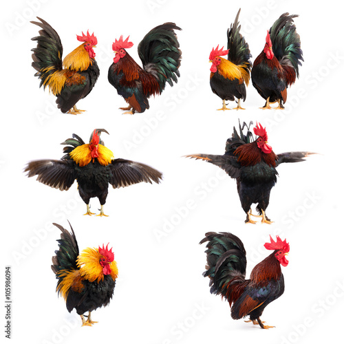 Set of chicken bantam isolated on white background