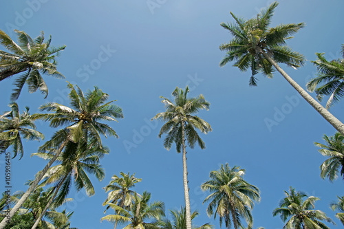 pile of coconut tree