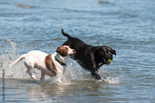 Dogs running in the water