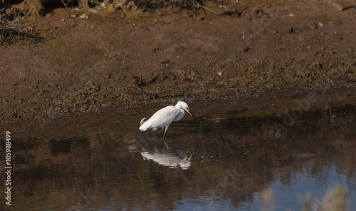 Snowy Egret, Egretta thula, bird forages in a marsh in Huntington Beach, Southern California, United States photo