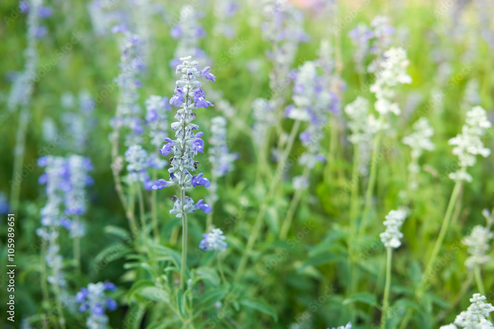 beautiful garden flowers, soft focus beautiful garden flowers, soft focus