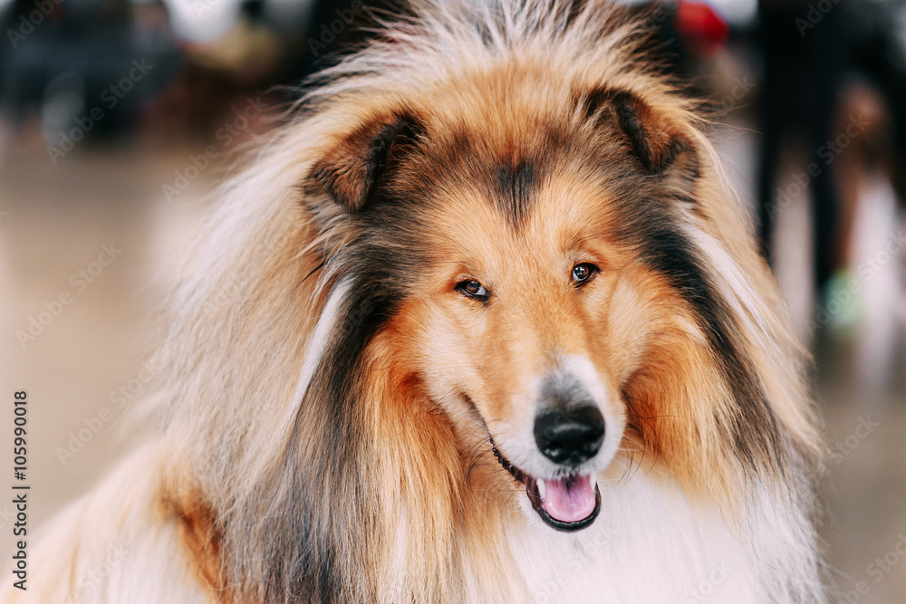 Funny Red Shetland Sheepdog, Sheltie, Collie Funny Red Shetland Sheepdog, Sheltie, Collie
