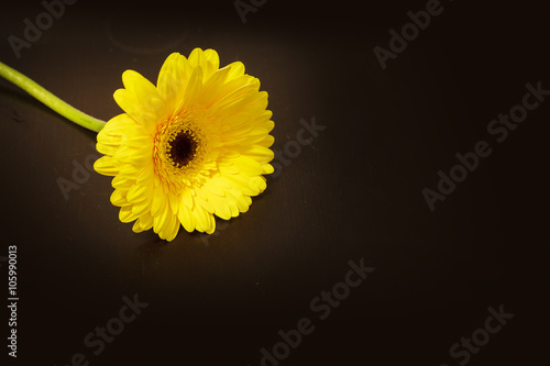 Fototapeta Naklejka Na Ścianę i Meble -  Bright yellow gerbera daisy Gerbera jamesonii on a black background