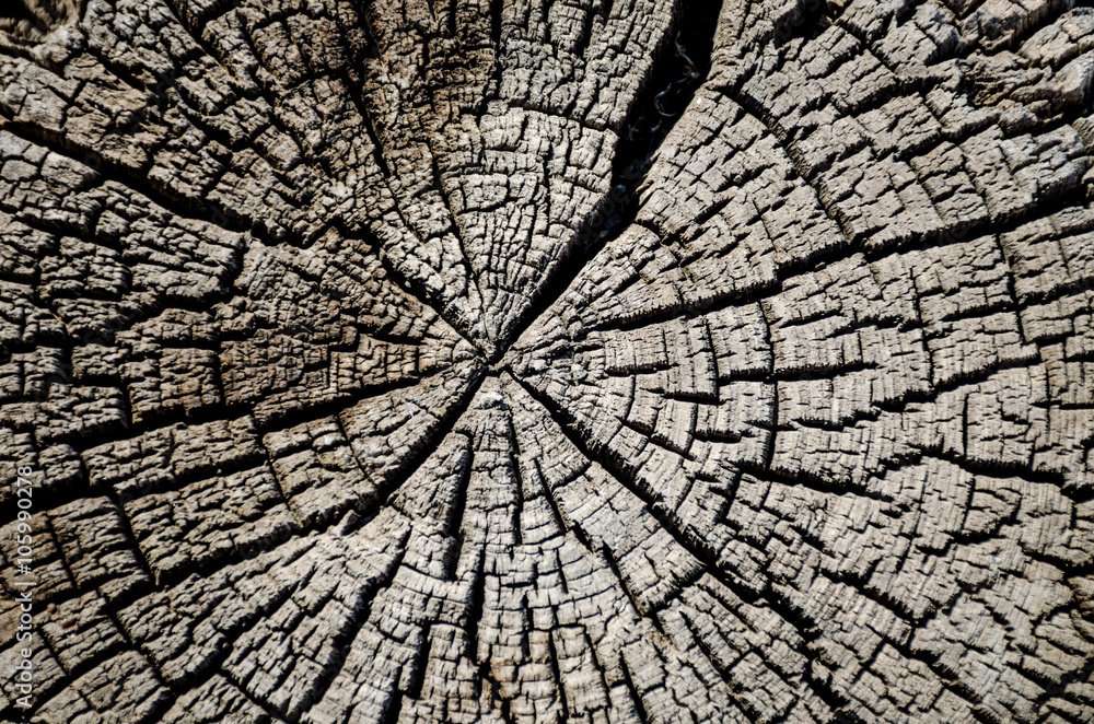 Fototapeta premium Old cracked beam