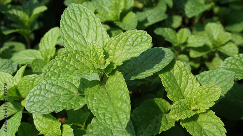 Pepper mint leaf close up background