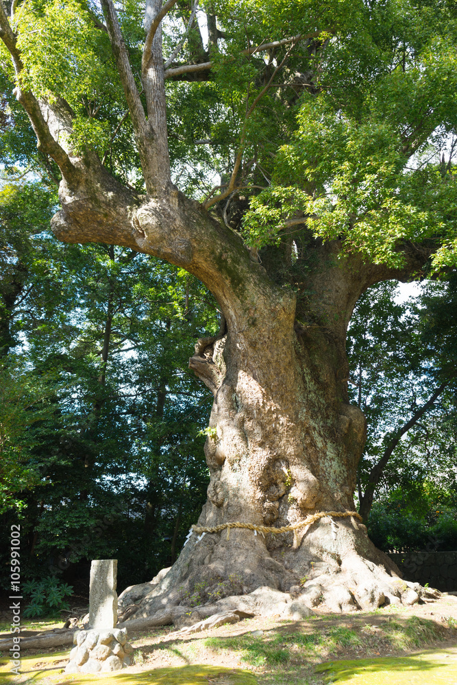 Fototapeta premium Large Camphor tree of Kawazu Kinomiya Shrine
