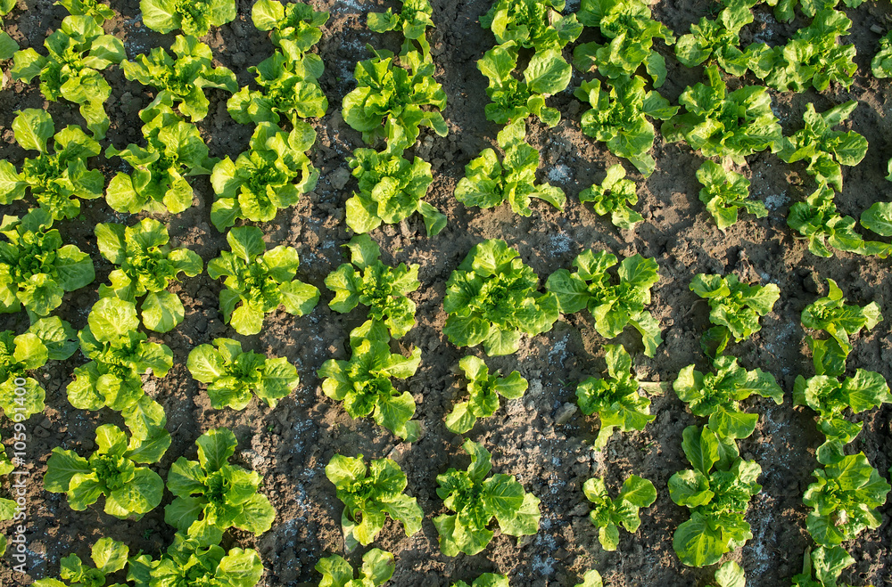 lettuce plant in field lettuce plant in field