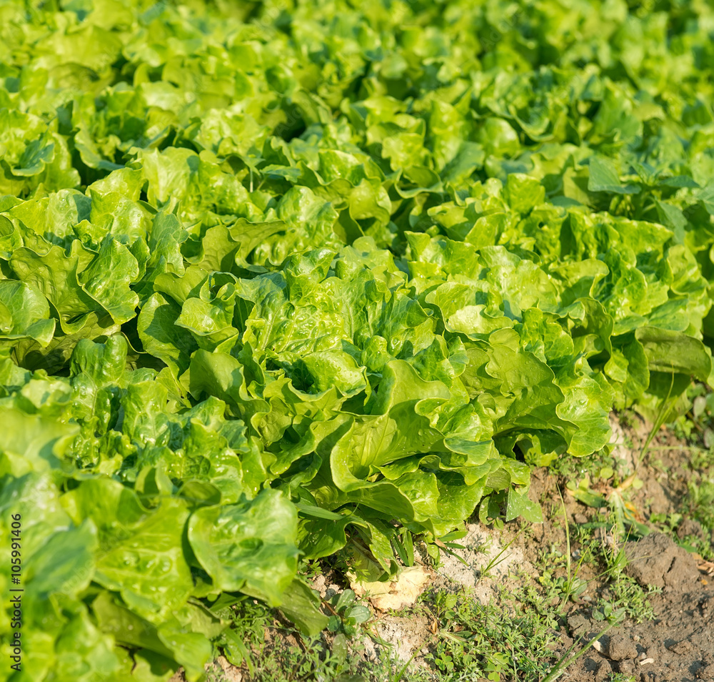 lettuce plant in field lettuce plant in field