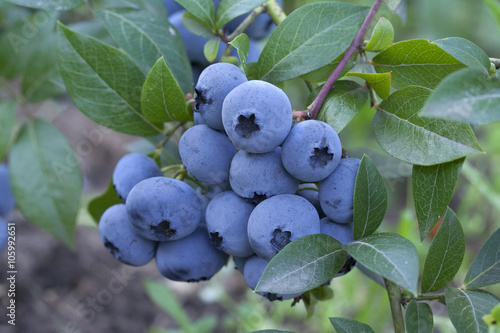 Valokuvatapetti group fresh mellow blueberries on the green Bush.