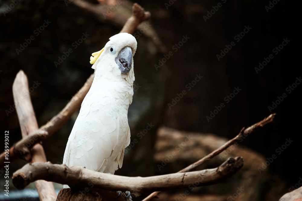 Yellow crested cockatoo on the perch - Soft Focus
