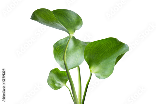 Water Hyacinth (Eichhornia crassipes). Plant with leaves isolated on white background. photo