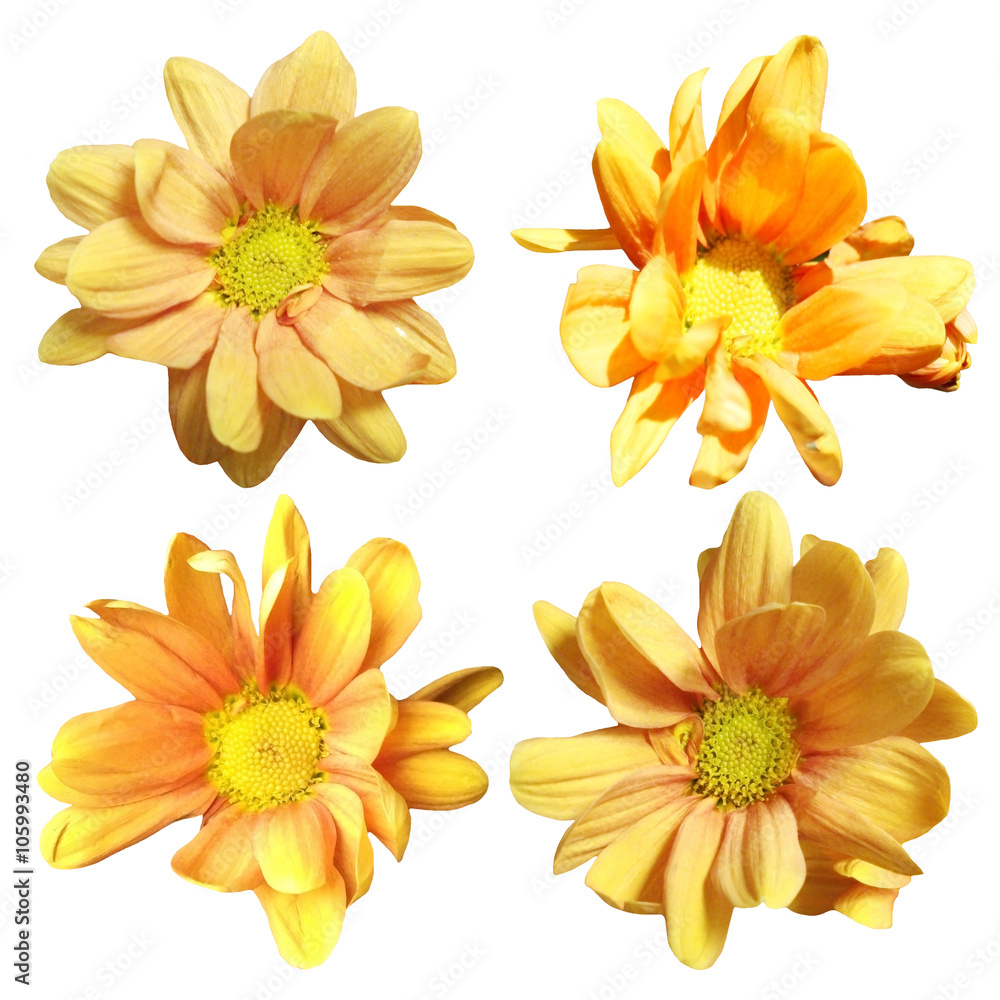 Yellow chrysanthemum on a white background. Isolated 