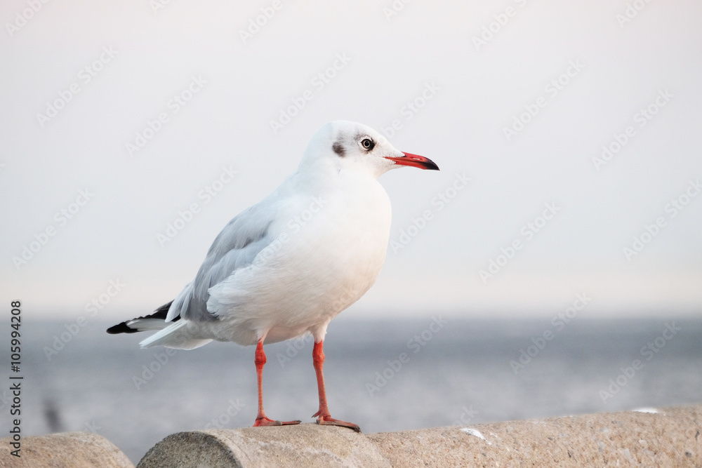 White seagull standing on the concrete - Soft Focus White seagull standing on the concrete - Soft Focus