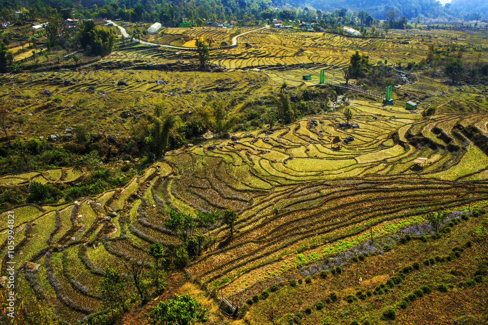 Rice fields on terraced in north Sikkim, India.
