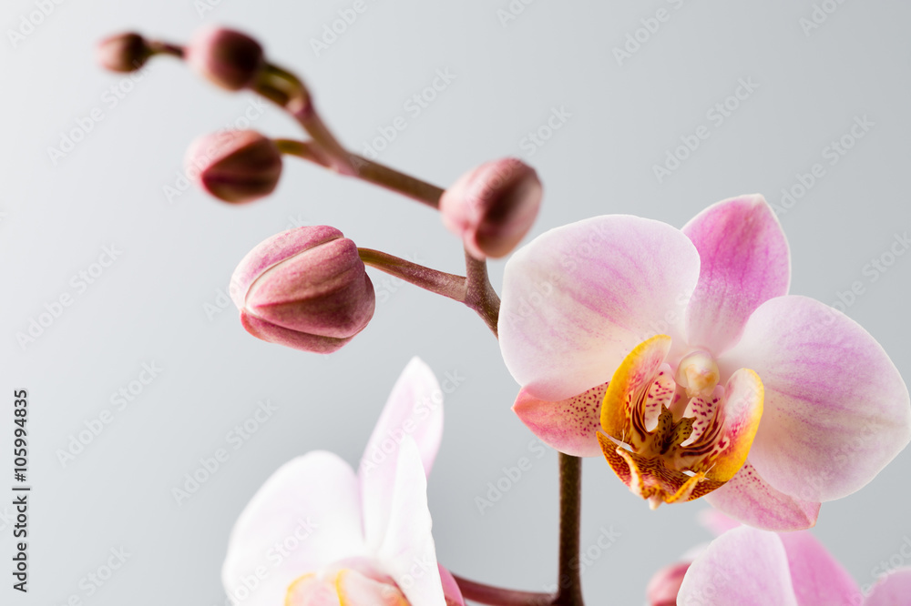 Fototapeta premium Pink orchid on the grey background.