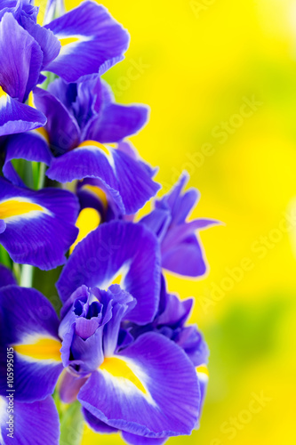 Fototapeta Naklejka Na Ścianę i Meble -  Purple iris flower on the yellow background.