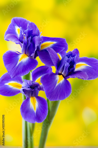 Purple iris flower on the yellow background.