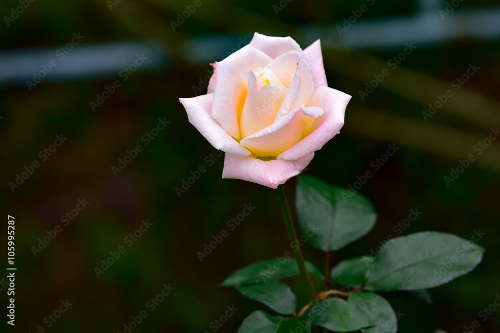 White rose
