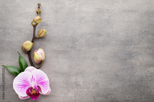 Fototapeta Naklejka Na Ścianę i Meble -  Spa orchid theme objects on grey background.
