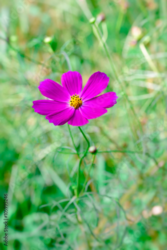 Cosmos flower
