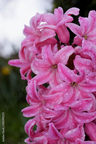 Hyacinth  Jacinth