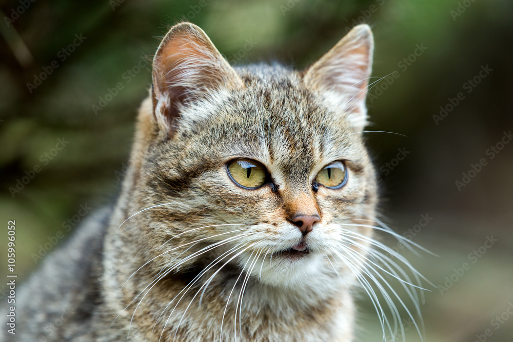 close up cat portrait