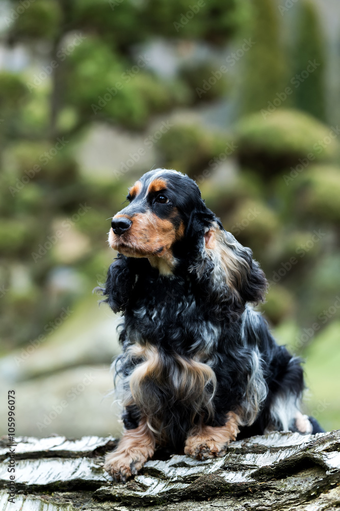 portrait of sitting english cocker spaniel portrait of sitting english cocker spaniel