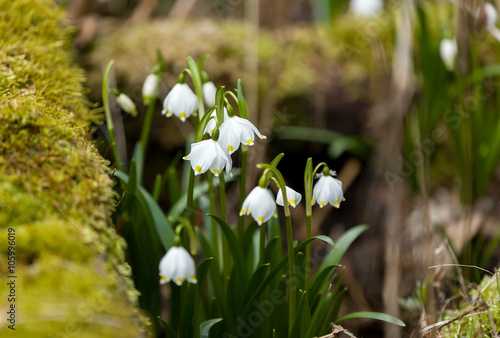 early spring snowflake flowers © ArtushFoto