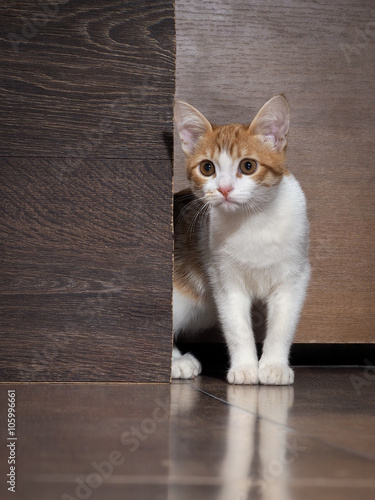 Scared kitten looks out from behind a wooden board 