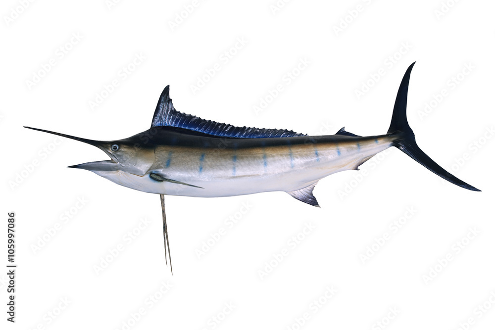 Fototapeta premium full body of blue marine fish isolated white background side vie