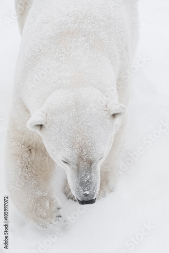 Young Polar Bear playing in snow