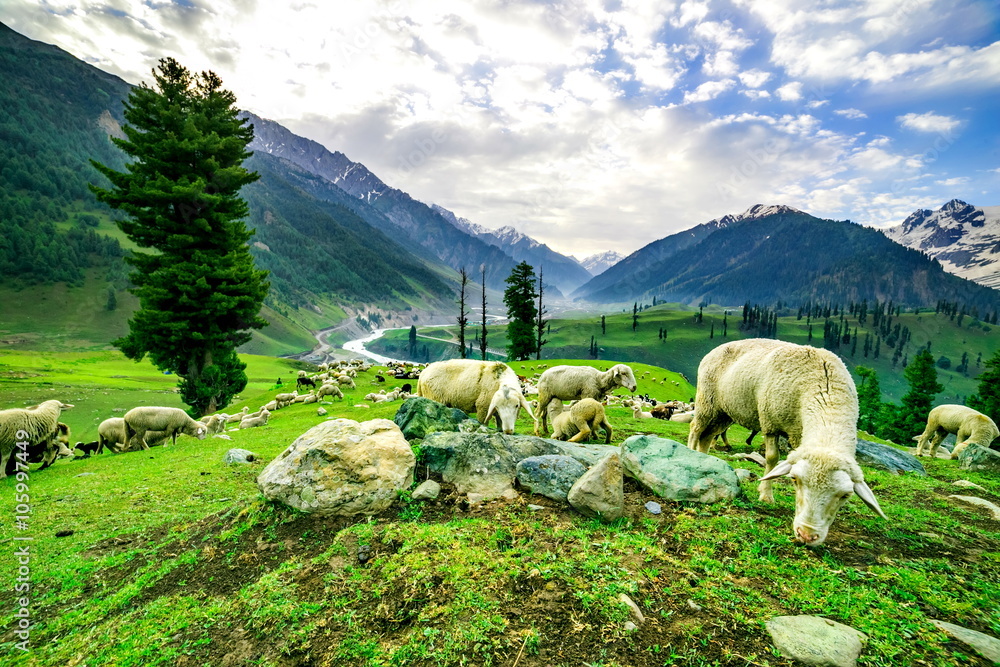 Naklejka premium Sheep Grazing on a Hill,kashmir