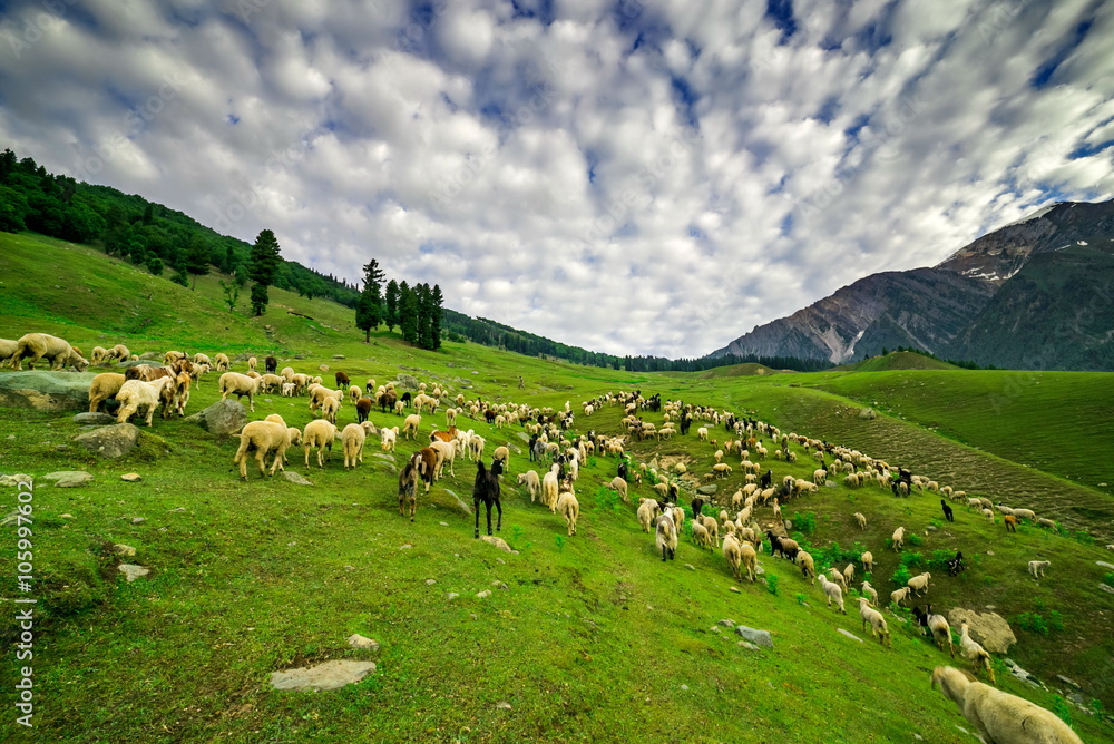 Obraz premium Sheep Grazing on a Hill,kashmir