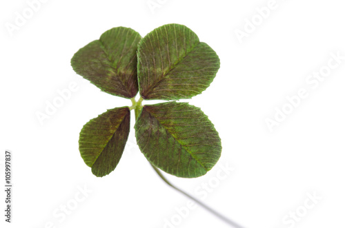 four-leaf clover for good luck isolated on white background