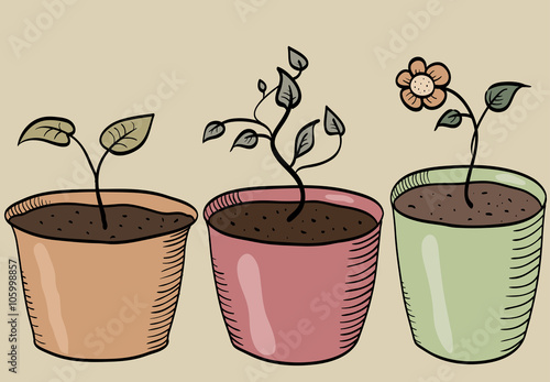 potted plant