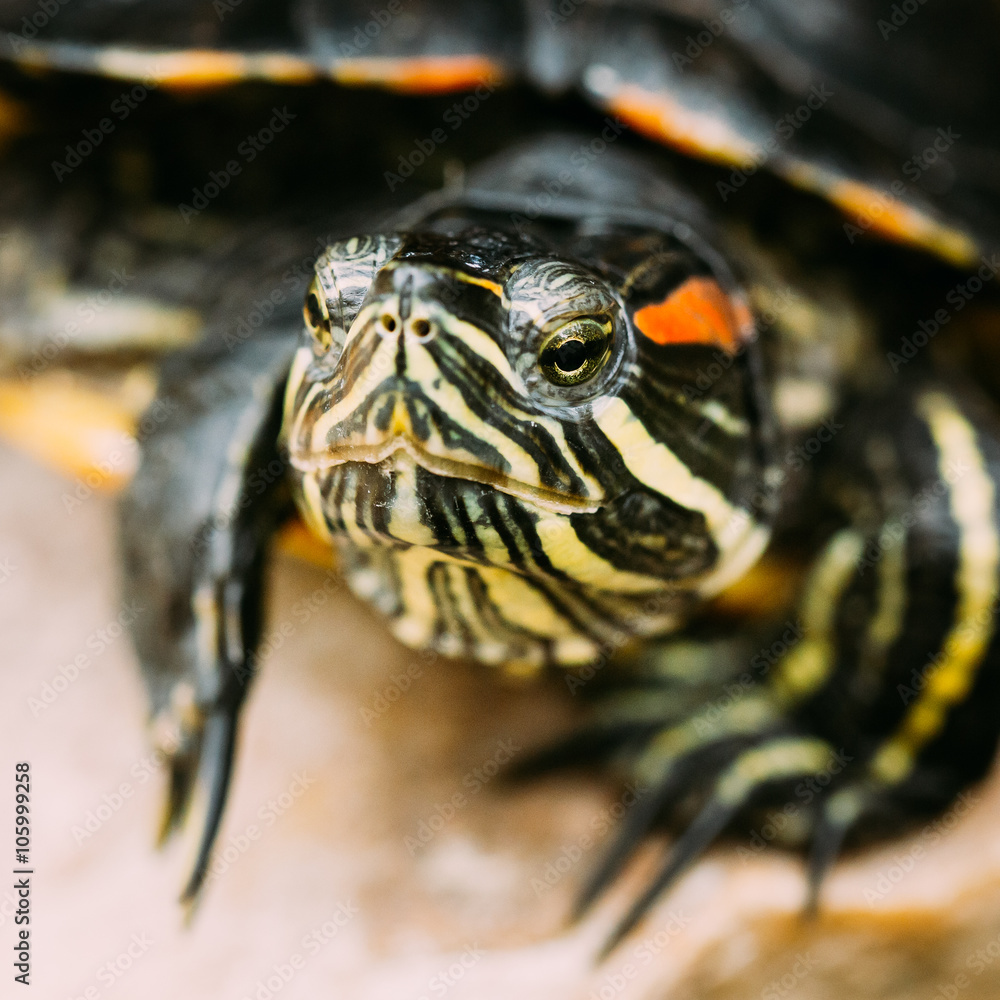 Naklejka premium Small Red-ear Turtle, Pond Terrapin
