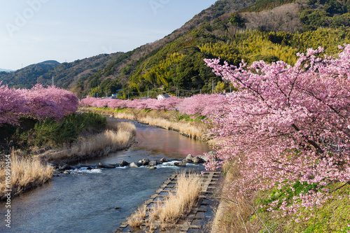 Sakura flower and river photo