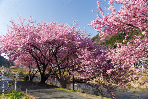 Sakura flower tree