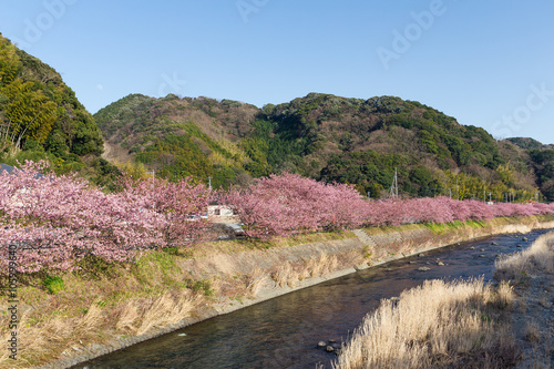 Sakura flower tree and lake