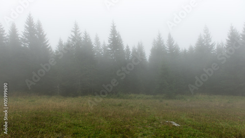 panoramic view of misty forest