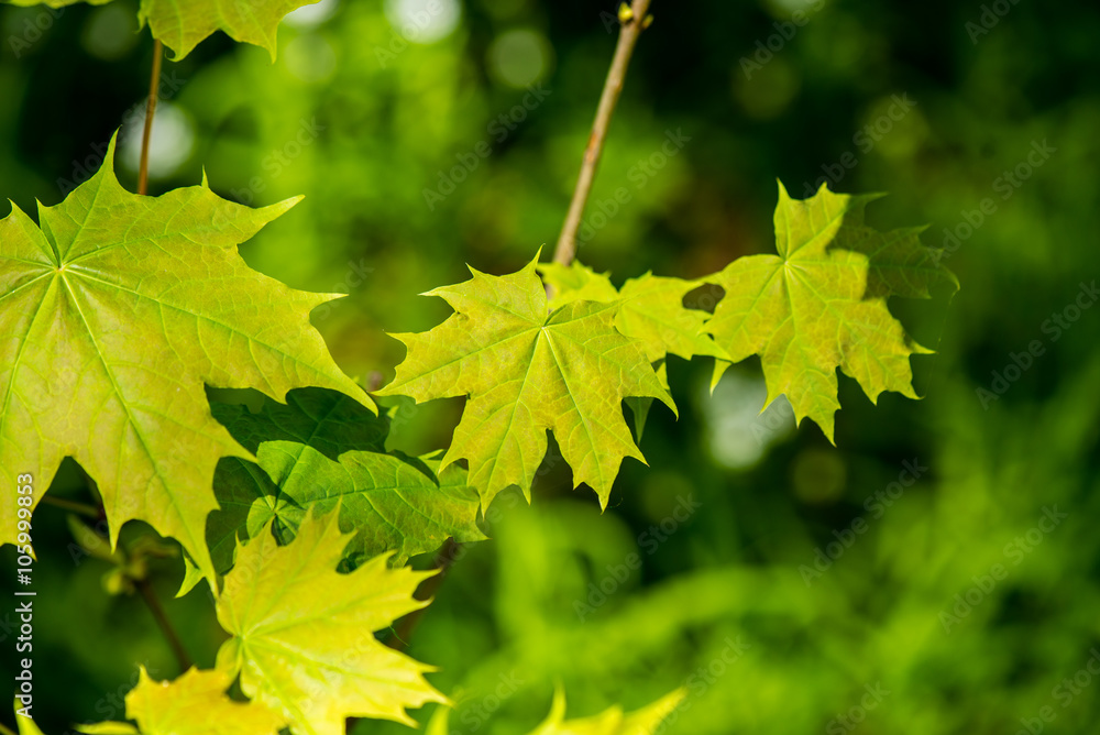 Fototapeta premium Green spring foliage in country