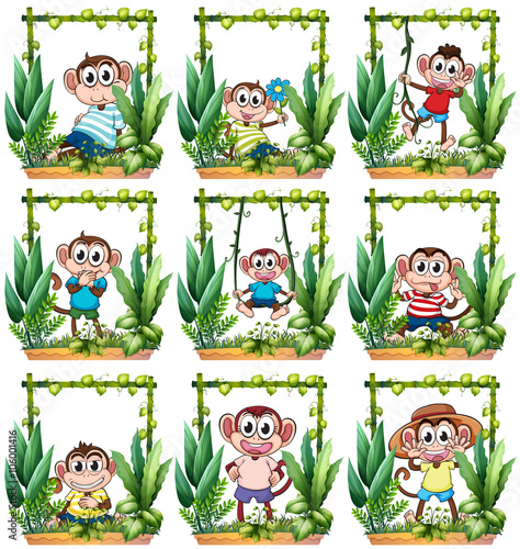 Monkeys in the wooden frame