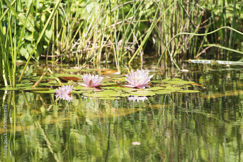 Schwimmteich: Paradies für Mensch und Tier Schwimmteich: Paradies für Mensch und Tier