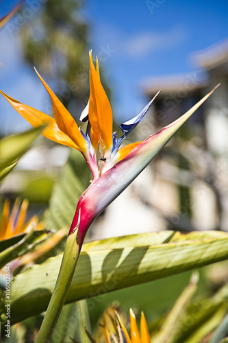 Strelitzia - Bird of paradise flower