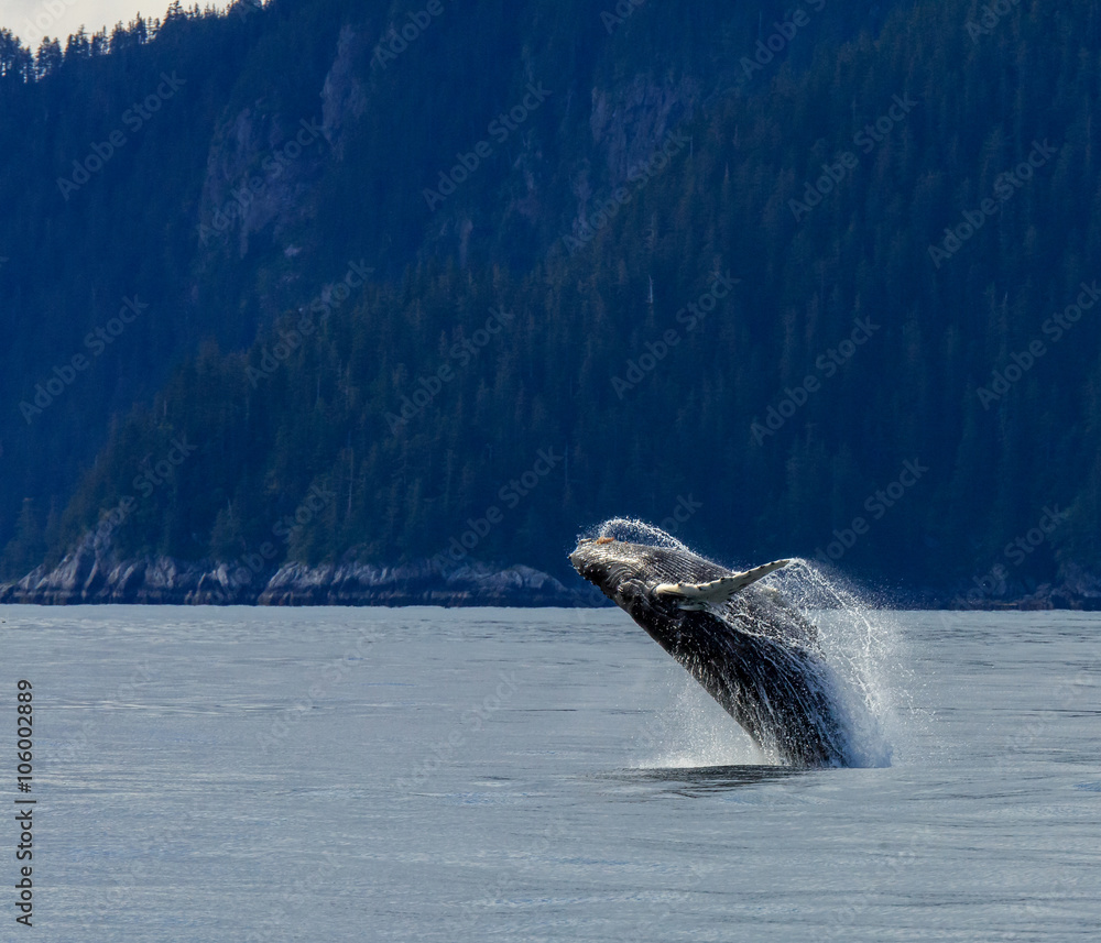Obraz premium Hampback Whale breaching..