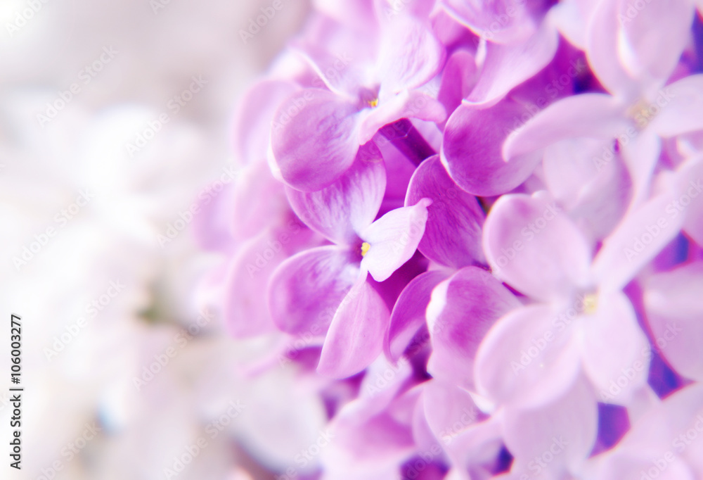 lilac flowers lilac flowers