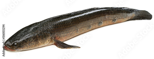 Giant Snakehead known as gozar fish in Bangladesh photo