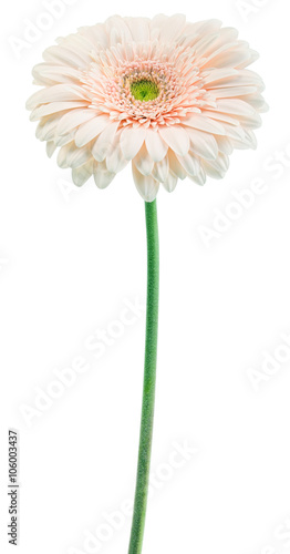 white gerbera on a stalk